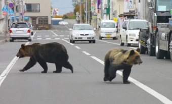 ハムスター速報